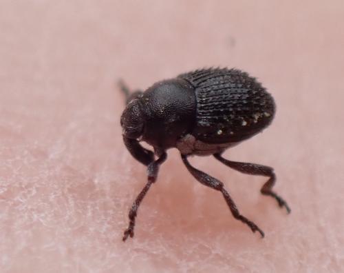 Zacladus exiguus